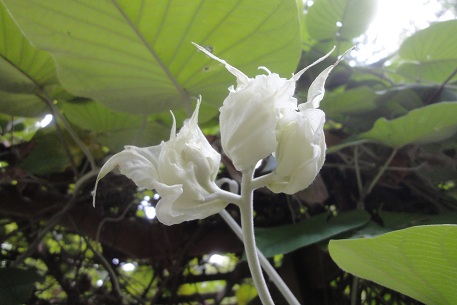 Argyreia nervosa — photograph 6 of 9