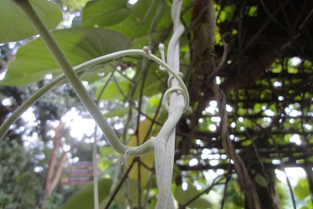 Argyreia nervosa — photograph 7 of 9
