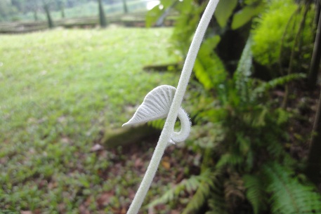 Argyreia nervosa — photograph 8 of 9