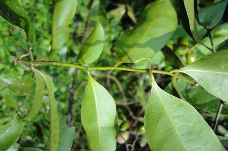 Artabotrys suaveolens — photograph 2 of 3