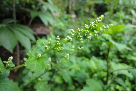 Artemisia lactiflora — photograph 2 of 6