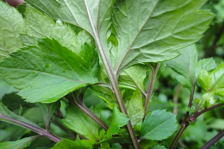 Artemisia lactiflora — photograph 3 of 6