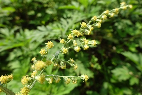 Artemisia vulgaris — photograph 2 of 8