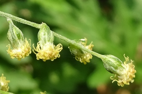 Artemisia vulgaris — photograph 3 of 8