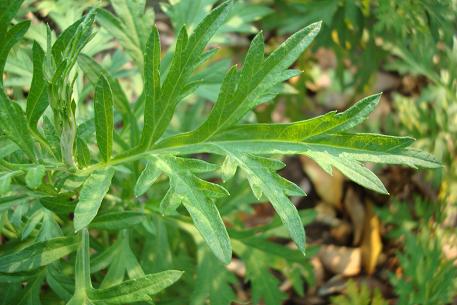 Artemisia vulgaris — photograph 4 of 8