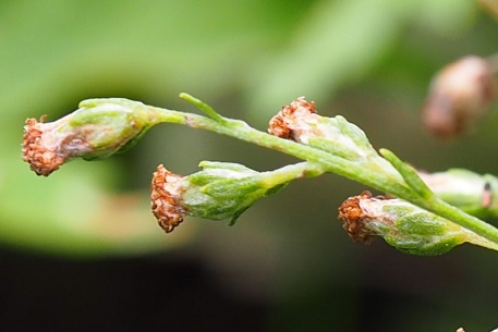 P5070256 (17)