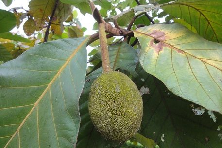 Artocarpus odoratissimus — photograph 2 of 8