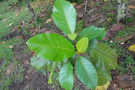 Artocarpus odoratissimus — photograph 3 of 8