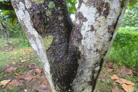 Artocarpus odoratissimus — photograph 4 of 8