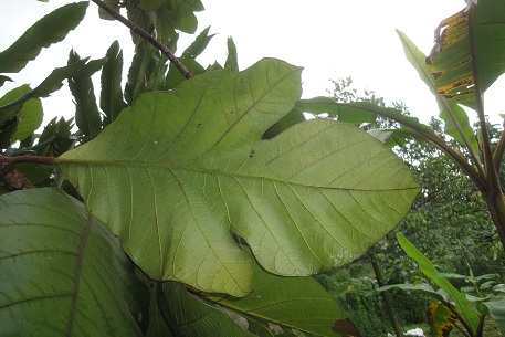 Artocarpus odoratissimus — photograph 5 of 8