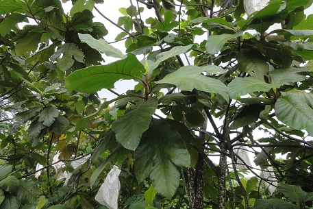 Artocarpus odoratissimus — photograph 6 of 8