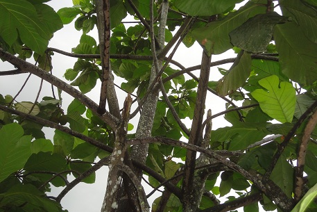 Artocarpus odoratissimus — photograph 7 of 8