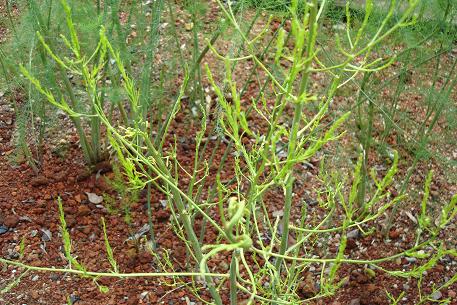 Asparagus officinalis — photograph 2 of 9