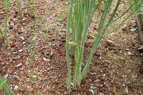 Asparagus officinalis — photograph 3 of 9