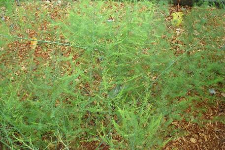 Asparagus officinalis — photograph 5 of 9