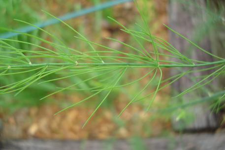 Asparagus officinalis — photograph 6 of 9