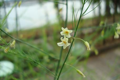 Asparagus officinalis — photograph 7 of 9