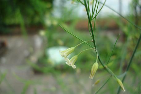 Asparagus officinalis — photograph 8 of 9