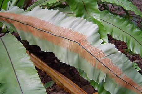 Asplenium nidus — photograph 2 of 9