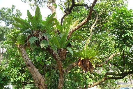 Asplenium nidus — photograph 3 of 9