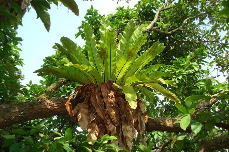 Asplenium nidus — photograph 4 of 9