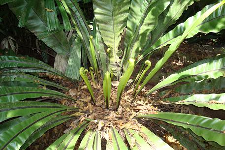 Asplenium nidus — photograph 5 of 9