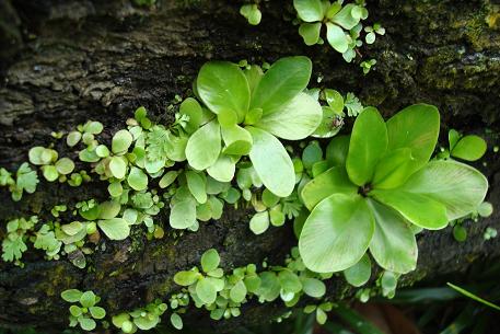 Asplenium nidus — photograph 6 of 9