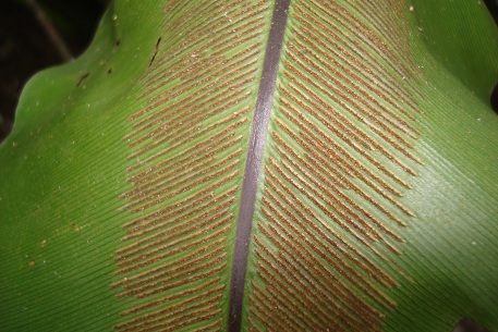 Asplenium nidus — photograph 7 of 9