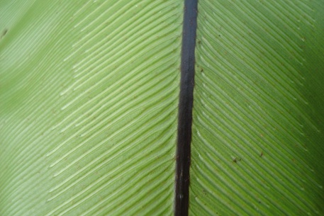 Asplenium nidus — photograph 8 of 9