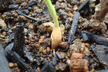 Avena sativa — photograph 2 of 10