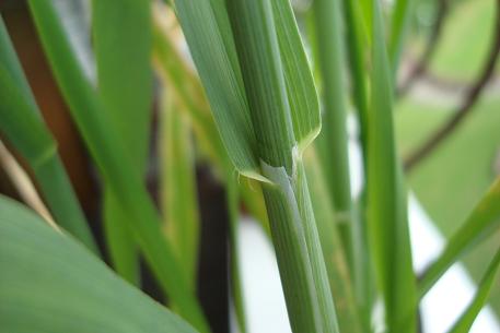 Avena sativa — photograph 4 of 10