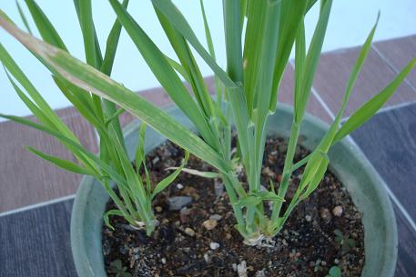 Avena sativa — photograph 5 of 10