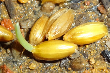 Avena sativa — photograph 6 of 10
