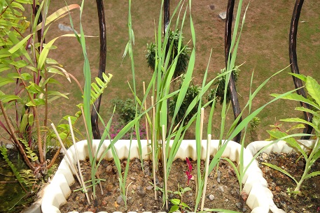 Avena sativa — photograph 7 of 10