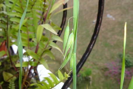 Avena sativa — photograph 8 of 10