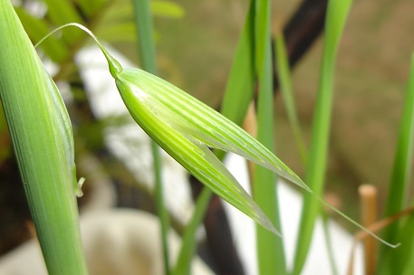 Avena sativa — photograph 9 of 10