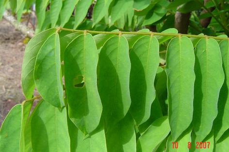 Averrhoa bilimbi — photograph 2 of 6