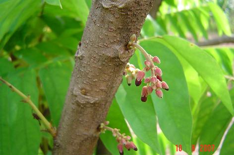 Averrhoa bilimbi — photograph 3 of 6