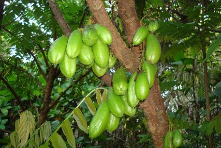 Averrhoa bilimbi — photograph 4 of 6