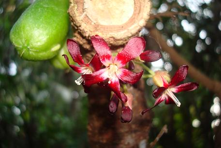 Averrhoa bilimbi — photograph 5 of 6
