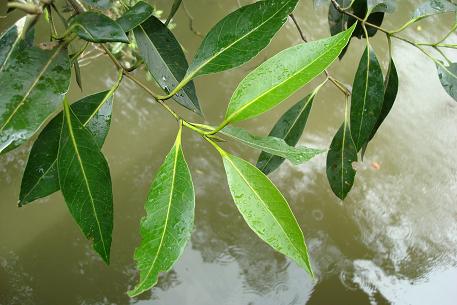 Avicennia alba — photograph 2 of 10