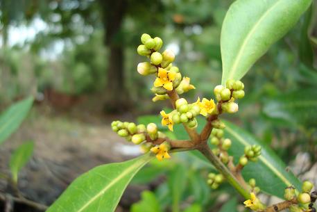 Avicennia alba — photograph 4 of 10
