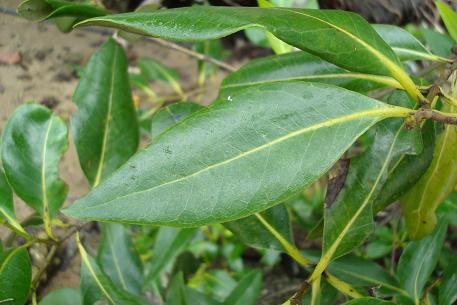 Avicennia alba — photograph 5 of 10