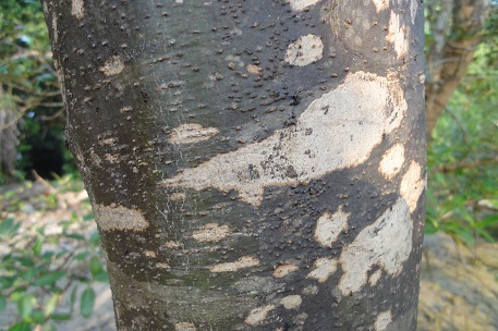 Avicennia alba — photograph 6 of 10