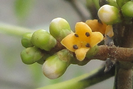 Avicennia alba — photograph 8 of 10