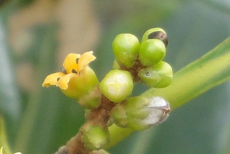Avicennia alba — photograph 9 of 10
