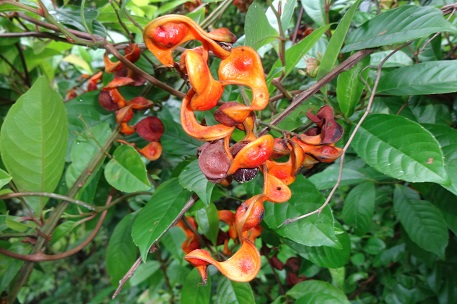Archidendron clypearia