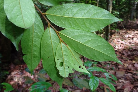 Polyalthia angustissima